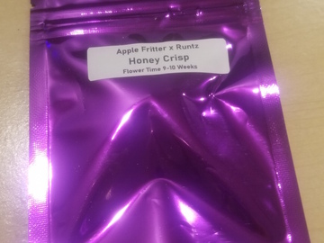 Selling: Honey Crisp - Clearwater Genetics - Apple Fritter x Runtz