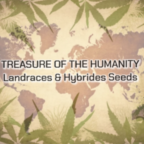 Treasure of the Humanity - Landraces & Hybrides Collection -