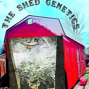 The Shed Genetics