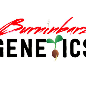 Burninbarz Genetics