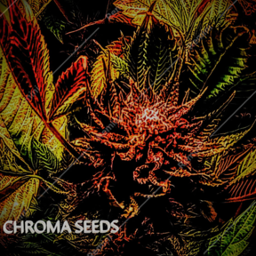 Chroma Seeds