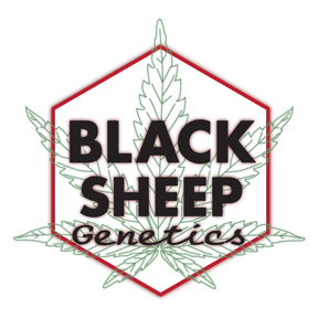 Black Sheep Genetics