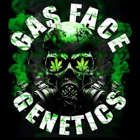 Gas Face Seeds