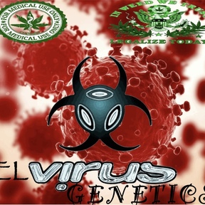 El virus seedz - ACCOUNT DISABLED