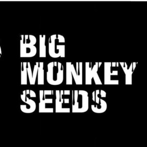 Big Monkey Seeds